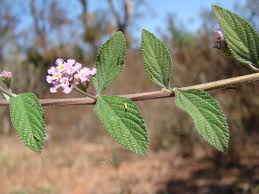 Image result for Lippia woodii