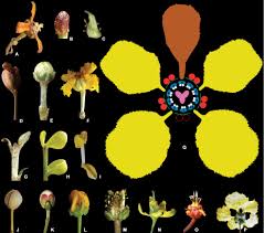 Image result for Flabellariopsis acuminata