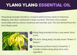 Ylang Ylang Oil The Ultimate Users Guide Made With Oils Ylang Ylang Oil Ylang Ylang Essential Oil Uses