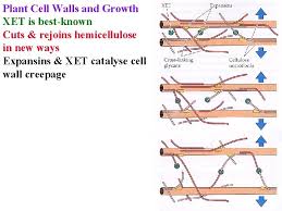 Plant cells are surrounded by an extracellular matrix known as the cell wall. Pathogens Agrobacterium Tumefaciens Agrobacterium Rhizogenes Pseudomonas Syringeae Pseudomonas