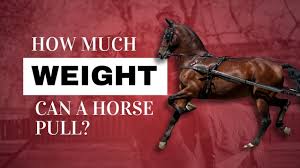 How Much Horsepower Does A Horse Have? | Petmd