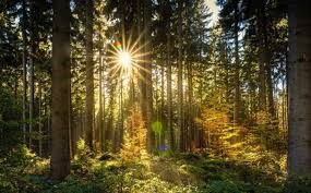 Miris Kondisi Hutan Indonesia, Mari Belajar dari Swedia - perkim.id