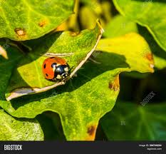 These insects are masters of disguise. Ladybird Bug Sitting Image Photo Free Trial Bigstock