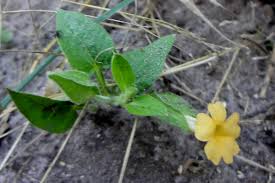 Image result for Thunbergia reticulata