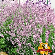 Doch auch in diesem punkt überrascht. Lavendel Im Topf Kultivieren So Gelingt S Mein Schoner Garten