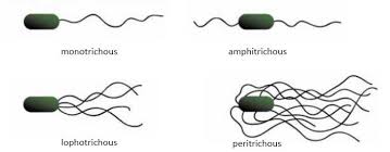 We did not find results for: Bacterial Cell Structure And Function Pharmapproach Com