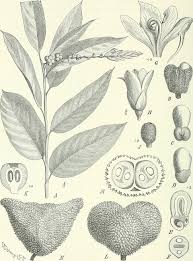 Image result for Trachyphrynium braunianum