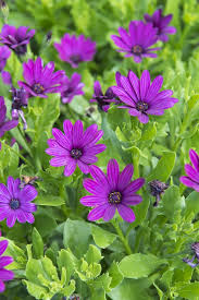 Maybe you would like to learn more about one of these? Osteospermum African Daisies Care Growing Horticulture
