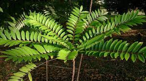 Tongkat ali may also help to increase muscular strength in older adults, according to a 2014 pilot study published in phytotherapy research in 2014. File Tongkat Ali Eurycoma Longifolia 1 Jpg Wikimedia Commons