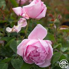 Image result for Stolzia kalkhof-roseae