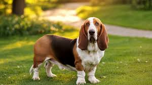 Image result for basset hound