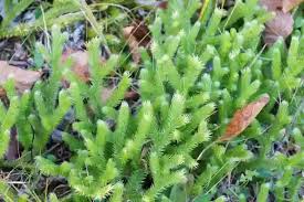 Image result for Lycopodium
