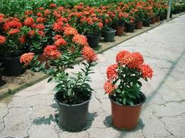 Image result for Ixora nana