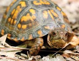 10 Types Of Turtles You Can Have As Pets Eastern Box Turtle Types Of Turtles Box Turtle