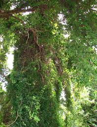 Image result for Dolichandra unguis-cati