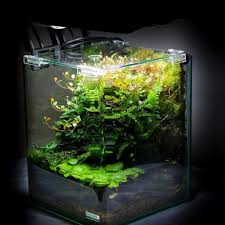 Always Wanted A Paludarium But You Don T Have Much Space Use A Dennerle Official Nano Cube A Beautiful And C Planted Aquarium Nano Aquarium Nature Aquarium
