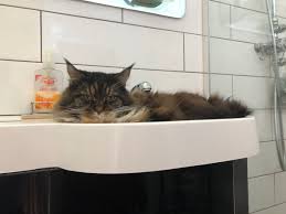 sinks are banned, tough shit