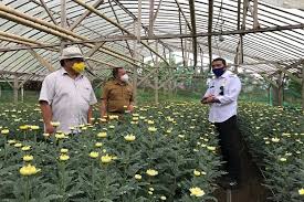 Maybe you would like to learn more about one of these? Sulut Dorong Bunga Krisan Jadi Komoditas Ekspor Baru