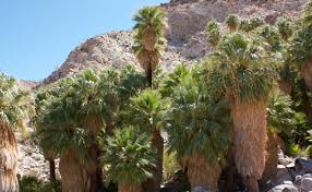 Comment reconnaître un palmier mâle ou femelle ? Palmier A Jupon Washingtonia Palmier Resistant Au Froid Plantation Culture