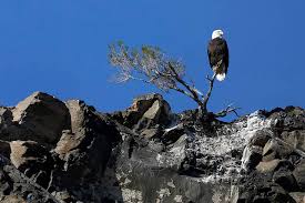 Lake Mead Bald Eagle Count Soars To Highest Number In 5