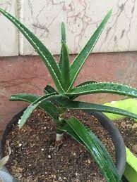 Skinny aloe vera smoothie ingredients: What Is This Plant With Long Narrow Triangle Leaves And Prickles Gardening Landscaping Stack Exchange