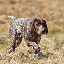 Image result for německý ohař drátosrstý stavba těla