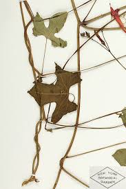 Image result for Ipomoea hederifolia