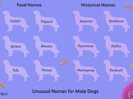 60 Unusual Male Dog Names