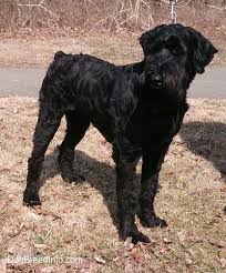 Giant Schnauzer Dog Breed Information And Pictures