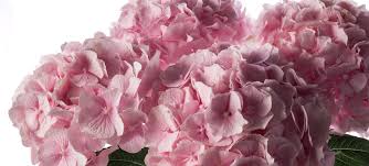 Maybe you would like to learn more about one of these? Hydrangea Flowers Flowerbx