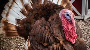 Turkey experiments with cannabis crops to boost hemp production. Facts About Turkeys Floss