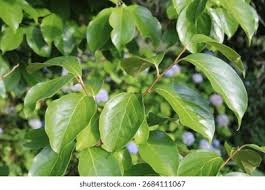 Image result for Ebenaceae