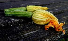 Yes, guinea pigs can eat both zucchini and squash. Can Rabbits Eat Zucchini Skin Leaves Or Flowers