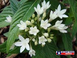 Maybe you would like to learn more about one of these? East Texas Flowers Trees Dogwoods Daffodils Wildflowers Photographs