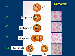 Image Result For 2n 2c Meiosis Meiosis Mitosis Image