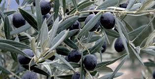Les Olives Noires Marocaines A L Assaut Du Marche Etats Unien Aujourd Hui Le Maroc