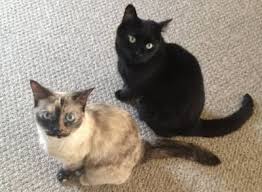The siamese cat has a reputation for being cold and aloof, which may have come about due to their the siamese cat is actually very loyal, and bonds closely with its family. 8 Differences Between Siamese Cats And Domestic Cats Be A Good Cat