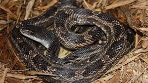 If you don't see a pictures of your checkered garter. Huge Snake Spotted In Woman S Tree Is It Poisonous Is This Unusual Woai
