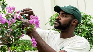 National Bonsai Apprenticeship — National Bonsai Foundation