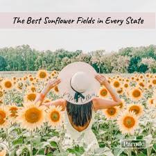 Carolus clusius adalah orang yang memperkenalkan tulip di belanda.ahli botani dari universitas leiden, belanda ini, pada tahun 1654 mendapatkan bibit bunga tulip dari seorang temannya yang tinggal di austria. Ladang Bunga Matahari Terbaik Dekat Saya Ladang Bunga Matahari Terbaik Di Setiap Negeri