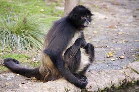 This particular species is currently (2003) listed as vulnerable. White Bellied Spider Monkey Wikipedia