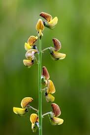 Image result for Crotalaria parvula