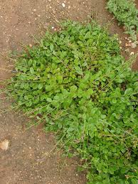 Image result for Talinum portulacifolium