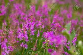 3:25 national geographic recommended for you. Fireweed Flowers Along The Alaska Highway Stock Photo Picture And Royalty Free Image Image 139061581