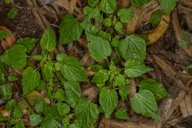 Image result for Parietaria debilis