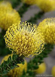 Yellow Pincushion Yellow Pincushion Flower Family Of The Protea Rare Flowers Protea Flower Australian Flowers