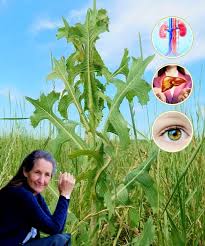 Image result for Crassocephalum vitellinum