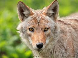 Supply chain solutions to fuel your business. Warning Coyotes Could Be Watching You Cfaes
