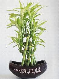 Great savings & free delivery / collection on many items. Lucky Bamboo Plant Puzzle For Sale By Art Spectrum