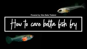 how to care betta fish fry nicebettathailand